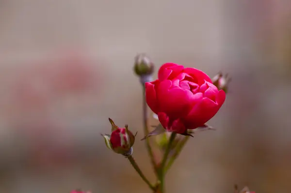 Макро Розовой Розы — стоковое фото