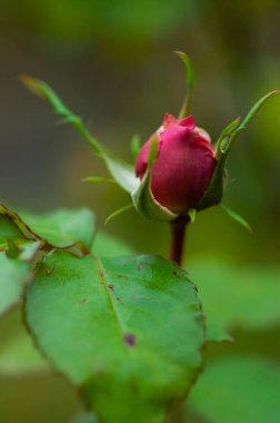 Kırmızı gül budonu yeşil arka plan