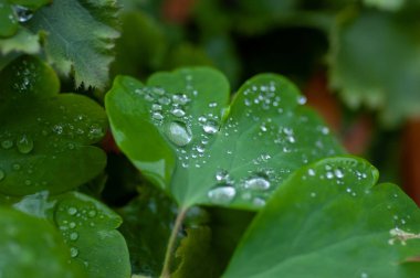 Doğada yeşil bir bıçak.