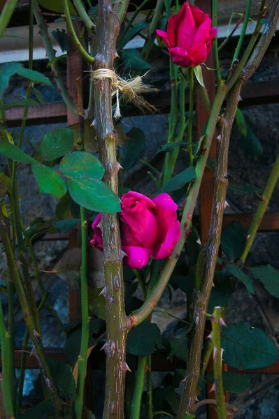 Une Rose Rouge Sur Mur — Photo