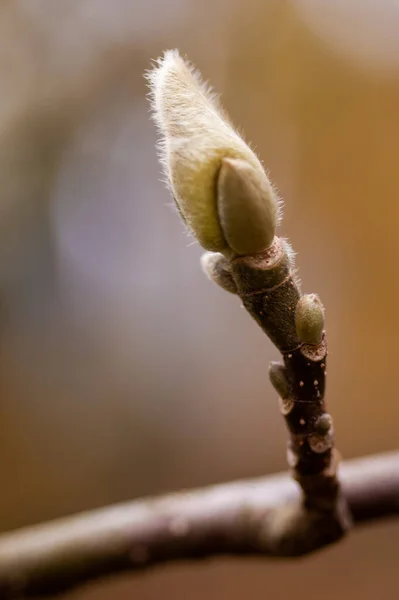 Macro Printemps Bourgeons Saule — Photo