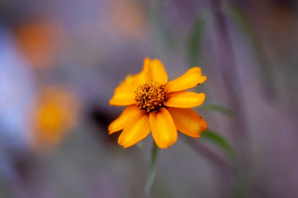 Gelbe Blume Auf Blauem Hintergrund — Stockfoto