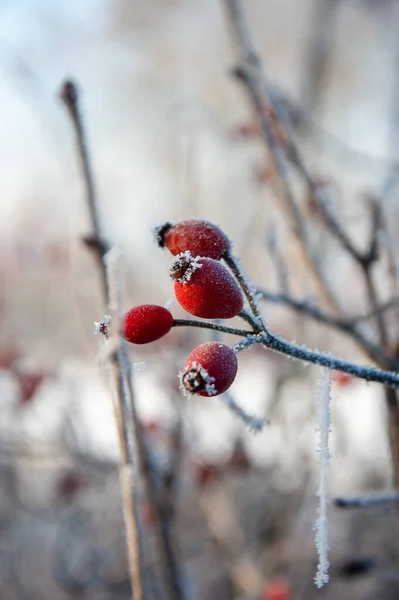 Frozen Rosehip Berries Winter — Stock Photo, Image