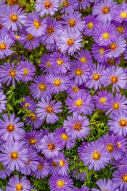 Aster Dumosus (Symphyotrichum dumosum, Bushy aster) ve su damlaları makro fotoğraf makinesi. Japon paskalyası veya Kalimeris incisa çiçekleri. Leylak rengi çiçek arkaplanlı duvar kağıdı..
