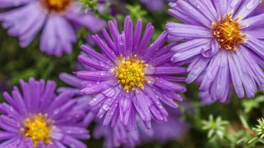 Aster Dumosus (Symphyotrichum dumosum, Bushy aster) ve su damlaları makro fotoğraf makinesi. Japon paskalyası veya Kalimeris incisa çiçekleri. Leylak rengi çiçek arkaplanlı duvar kağıdı..
