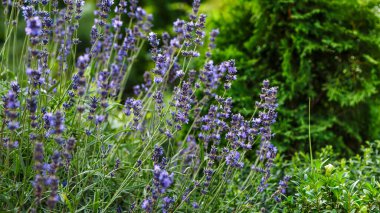 Valensole lavanta tarlaları, Provence, Fransa. Dağlardaki lavanta tarlalarında günbatımı ışınlarında çiçekler. Yaz günbatımı manzarasının üzerindeki lavanta rengi güzel bir görüntü. Bahçede lavanta.