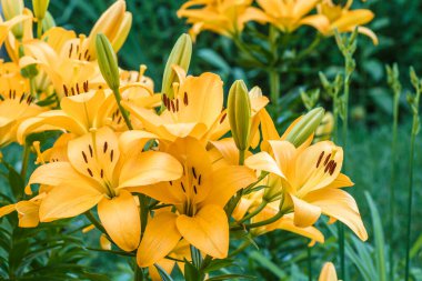 Sarı zambak çiçeğine yaklaş. Hemerocallis ayrıca Limon Zambağı, Sarı Zambak, Hemerocallis Flava olarak da bilinir. Sarı zambak çiçeği, Lilium Parryi olarak bilinir, güzel..