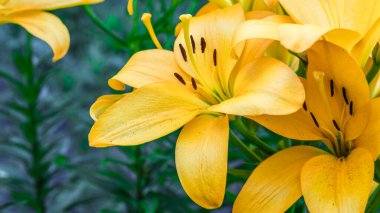 Sarı zambak çiçeğine yaklaş. Hemerocallis ayrıca Limon Zambağı, Sarı Zambak, Hemerocallis Flava olarak da bilinir. Sarı zambak çiçeği, Lilium Parryi olarak bilinir, güzel..