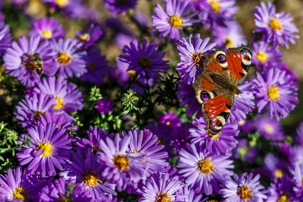 Leylak çiçekli tavus kuşu kelebeği. Çiçeklerdeki kırmızı kelebek. Avrupa tavus kuşu, daha çok tavus kuşu kelebeği olarak bilinir..