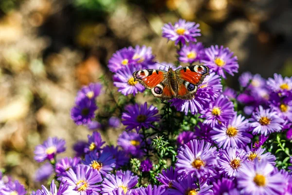 Павлина Бабочка Сиреневом Цветочном Фоне Красная Бабочка Цветах Aglais Европейский — стоковое фото