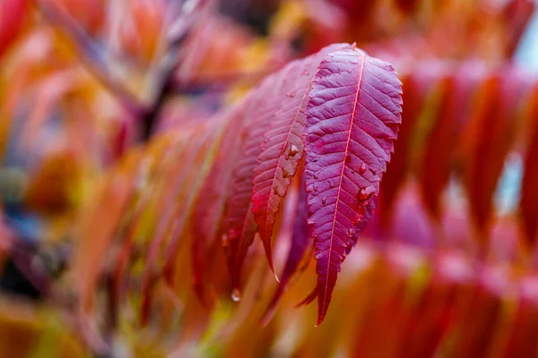 Herbstbaum Mit Schönen Und Bunten Orangefarbenen Blätter Nizza Gelb Orange — Stockfoto