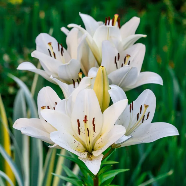 白いユリの花 ユリの春の花の塊 ユリの花の庭で美しいユリの花 花壇の大きなユリの花 雄しべ 雌しべ ユリの春の花 春の花の閉鎖 — ストック写真