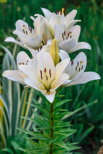 白いユリの花 ユリの春の花の塊 ユリの花の庭で美しいユリの花 花壇の大きなユリの花 雄しべ 雌しべ ユリの春の花 春の花の閉鎖 — ストック写真