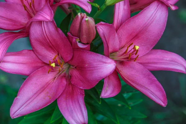 ピンクのユリの花 ユリの春の花の塊 ユリの花の庭で美しいユリの花 花壇の大きなユリの花 雄しべ 雌しべ ユリの春の花 春の花の閉鎖 — ストック写真