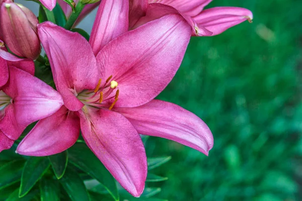 ピンクのユリの花 ユリの春の花の塊 ユリの花の庭で美しいユリの花 花壇の大きなユリの花 雄しべ 雌しべ ユリの春の花 春の花の閉鎖 — ストック写真