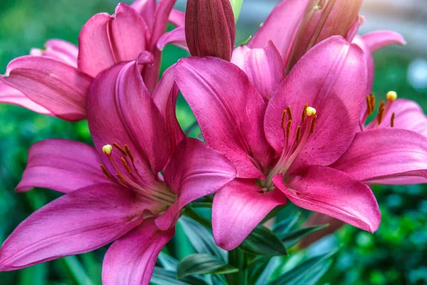 ピンクのユリの花 ユリの春の花の塊 ユリの花の庭で美しいユリの花 花壇の大きなユリの花 雄しべ 雌しべ ユリの春の花 春の花の閉鎖 — ストック写真