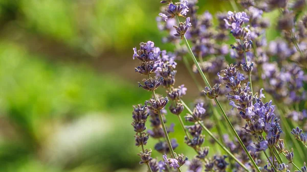 Valensole Λιβάδια Λεβάντας Προβηγκία Γαλλία Λουλούδια Στο Ηλιοβασίλεμα Ακτίνες Στα — Φωτογραφία Αρχείου