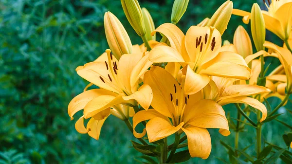 黄色のユリの花を閉じます ヘメロカリス Hemerocallis レモンリリー イエロー デイリリー ヘメロカリス フラバアとも呼ばれる 黄色のユリの花 Lilium — ストック写真