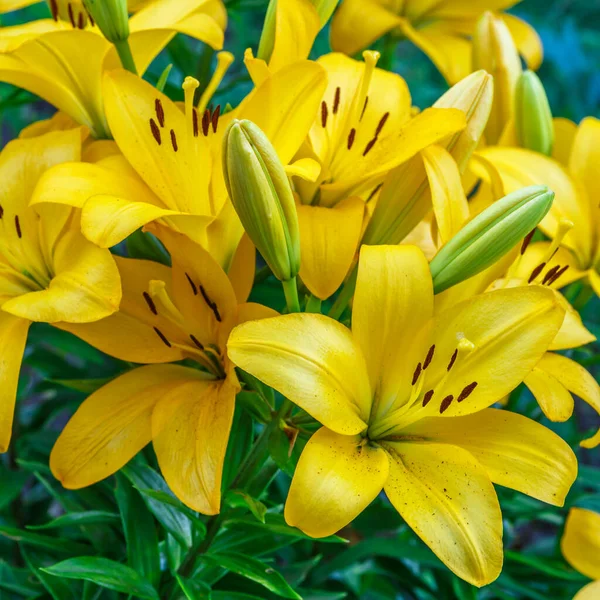 黄色のユリの花を閉じます ヘメロカリス Hemerocallis レモンリリー イエロー デイリリー ヘメロカリス フラバアとも呼ばれる 黄色のユリの花 Lilium — ストック写真