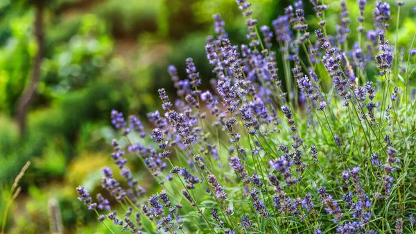 Valensole Lavendelfelder Provence Frankreich Blumen Bei Sonnenuntergang Den Lavendelfeldern Den — Stockfoto