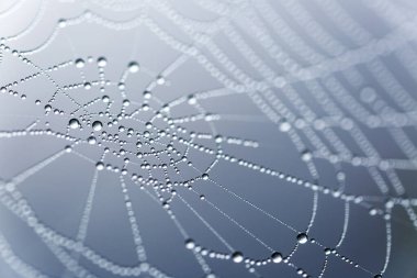 Örümcek ağı ya da örümcek ağı doğal yağmur desenleri yakın plan. Görüntü çizgileri, örümcek ağı gerdanlığı. Sabah yağmuruyla birlikte örümcek ağı dokusu. Yağmurun makrofotoğrafçılığı.