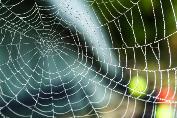 Spinnennetz Oder Spinnennetz Natürliches Regenmuster Hintergrund Close Blur Ansicht Linien — Stockfoto