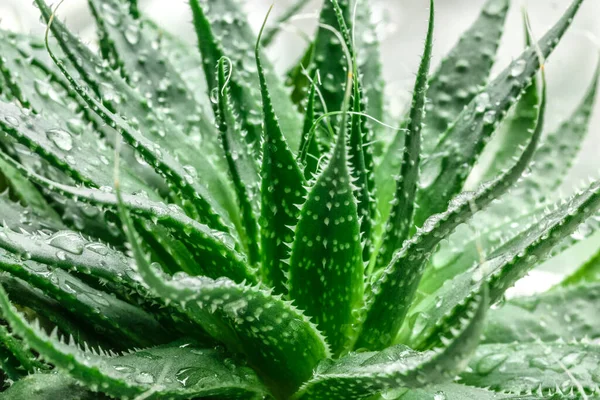 Aloe Vera yakın çekim. Su aloe yaprağına damlıyor. Aloevera bitkisi, doğal organik yenilenme kozmetiği, alternatif ilaç. Cilt bakımı konsepti, nemlendirici. Yeşil arkaplanda.