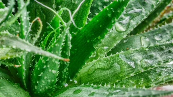 Aloe Vera Yakın Çekim Aloe Yaprağına Damlıyor Aloevera Bitkisi Doğal — Stok fotoğraf