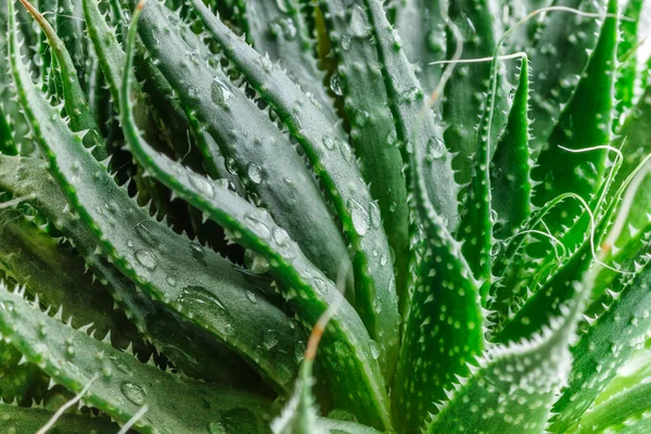 Aloe Vera Aus Nächster Nähe Wassertropfen Auf Aloe Blatt Aloevera — Stockfoto