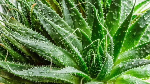 Aloe Vera Aus Nächster Nähe Wassertropfen Auf Aloe Blatt Aloevera — Stockfoto