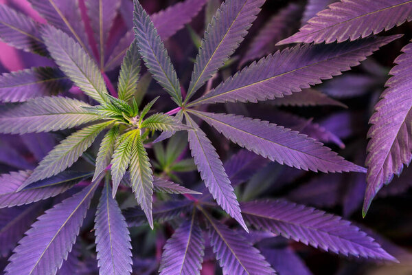 Close-up young hemp. Cannabis is a standoff between a drug and a medicine.growing organic cannabis background herb on the farm, blueberry strain