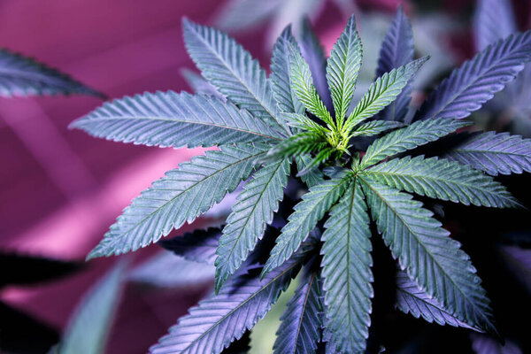 Close-up young hemp. Cannabis is a standoff between a drug and a medicine.growing organic cannabis background herb on the farm, blueberry strain