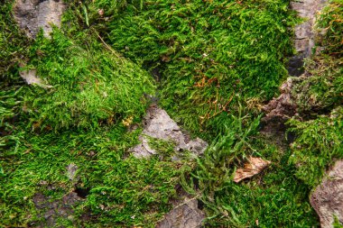 Toprak, arka plan balıkçılık için birçok yaşayan solucanları