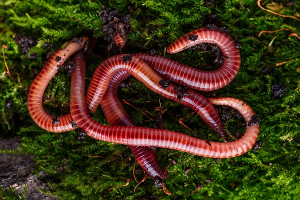 Viele Lebende Regenwürmer Zum Fischen Boden Hintergrund — Stockfoto