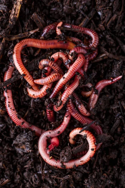 Veel Levende Regenwormen Voor Het Vissen Bodem Achtergrond — Stockfoto