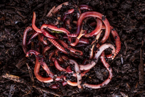 许多活的土虫在土壤 背景中捕鱼 — 图库照片