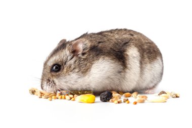 Cüce gri hamster beyaz arka planda izole edilmiş. Sevimli bebek hamster, önüne bakıyor. Hamster yemek yiyor.