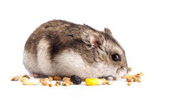 Cüce gri hamster beyaz arka planda izole edilmiş. Sevimli bebek hamster, önüne bakıyor. Hamster yemek yiyor.
