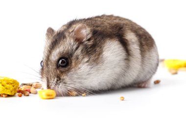 Cüce gri hamster beyaz arka planda izole edilmiş. Sevimli bebek hamster, önüne bakıyor. Hamster yemek yiyor.