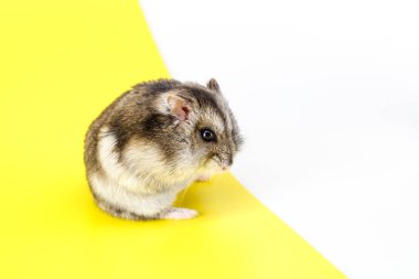 Cüce gri hamster beyaz arka planda izole edilmiş. Sevimli bebek hamster, önüne bakıyor. Hamster yemek yiyor.