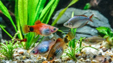 Taze su akvaryumu, (Poecilia velifera), altın, beyaz, gümüş ve dalmaçin mutasyonu.