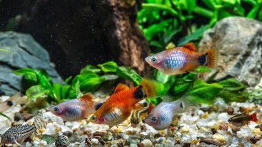 Taze su akvaryumu, (Poecilia velifera), altın, beyaz, gümüş ve dalmaçin mutasyonu.