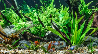 Taze su akvaryumu, (Poecilia velifera), altın, beyaz, gümüş ve dalmaçin mutasyonu.