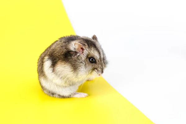 Dwarf Gray Hamster Isolated White Background Cute Baby Hamster Standing — Stock Photo, Image