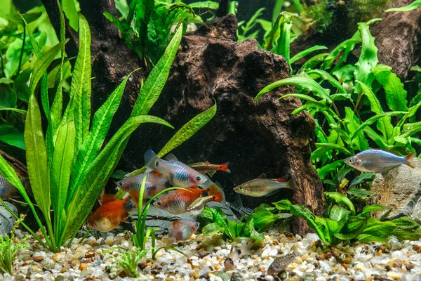 Ein Grün Schön Bepflanztes Tropisches Süßwasseraquarium Mit Fischen Süßwasseraquarienfische Der — Stockfoto