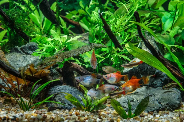 Hermoso Acuario Agua Dulce Tropical Plantado Verde Con Peces Peces — Foto de Stock