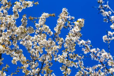 Arka planda kiraz çiçekleri açıyor. Mavi gökyüzünde kiraz çiçekleri. Ders için boşluk. Mavi gökyüzü ve bulutlar