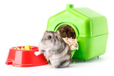 Cüce gri hamster beyaz arka planda izole edilmiş. Küçük ev. Sevimli bebek hamster, önde duruyor. Hamster yemek yiyor.