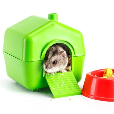 Cüce gri hamster beyaz arka planda izole edilmiş. Küçük ev. Sevimli bebek hamster, önde duruyor. Hamster yemek yiyor.