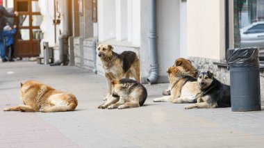 A gang of stray dogs.Half-a-dozen stray street dogs roaming in a residential area.Homeless dog on the street of the old city.Homeless animal problem clipart